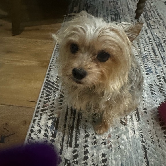 Meet your Posher, Sherri - Picture 1 of 1